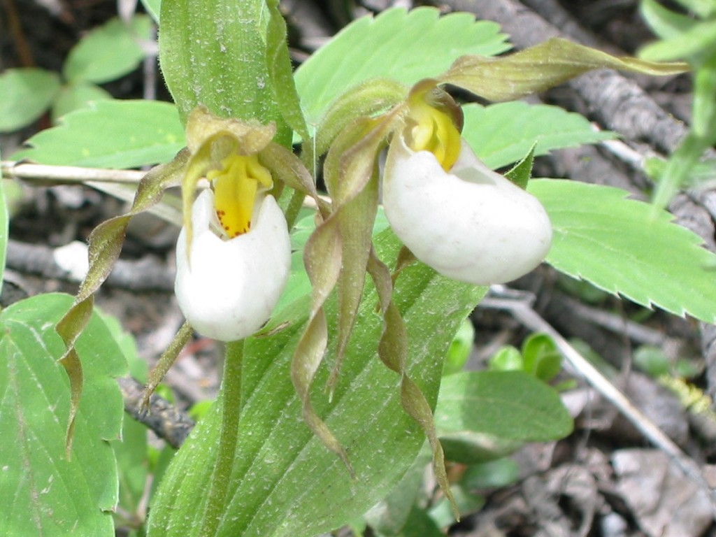 Lady Slippers near Prince George, BC